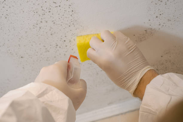 Best Mold Odor Removal Services  in Norwich, NY